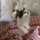 قط للبيع الأحساء الجرن 100