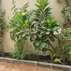 جميع انواع الأشجار والنخيل