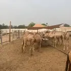 20 قعدان صومالية مفاريد للبيع تفريد وجملة