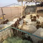 للبيع بهم نعيم مراح واحد طيبات وسليمه شرط العدد 23 متناصفه