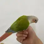 كنيور اليف