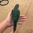 للبيع طيور اليفه كنيور. وصن كنيور