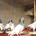 حمام باكستاني طبات