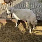 رخل مقفله شحم نظيفه