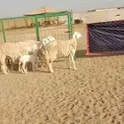 4 غنم حريات صغار أسنان يتبعها واحد والباقي دفيع