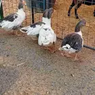 للبيع عدد 7 حبات وز بلدي