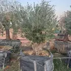 اشجار زيتون معمره جميع المقاسات