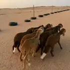 سواكن