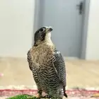 شيهانه للبيع