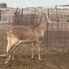 فحل سواكني درماني صنف