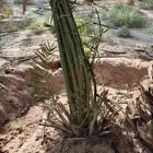 يوجد لدينا نخل جثائث وفسائل جميع انواع النخيل