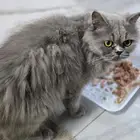 قط للتبني
