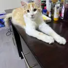 cat for adoption