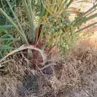 جثايث ونقايل وفسايل فراخه