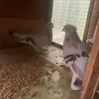 زوجين تركي صفاق دم صافي منتجه شرط