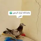 سلام عليكم ورحمه وبركاته عندي حمام زاجل مسيومه الذكر 19 كله