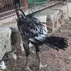 للبيع ديك سندي