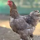 طقم براهما المانيا