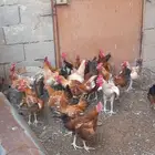 ديوك