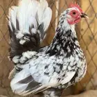 طقم جبانيز بوران فاخر