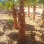 نخل وشنطني