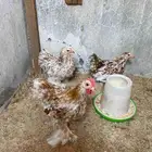 دجاج لافندر