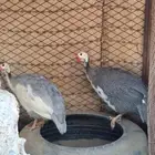 للبيع دجاج حبشي