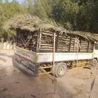 سعف نخيل أخضر جديد للعرايش والمظلات