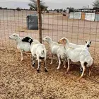 غنم رفد دفيع