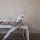 كروان لاتينو و وايت فيس