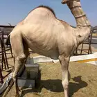 قعدان زواجات و مبادي كايفة فل شحم للبيع