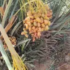 يوجد لدي الف فرخ جثايث نخيل مجدولع رقم واحد وسلطانه وهلالي و