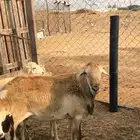 فحل للبيع سداس