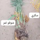 نخل للبيع القصيم