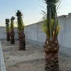 نخيل جوده عاليه