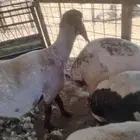 جزاز غنم