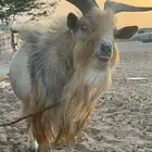تيس قزمي فحل