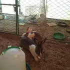 ارانب للبيع