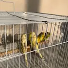 عصافير الحب