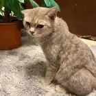 قطه اليفه برطانيه