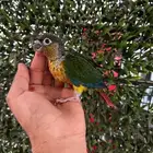 فروخ كنيور صبغات واحجام يلو سايد واناناس دبل رد فاكتور كلها