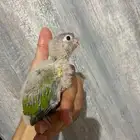 كنيور أنناس