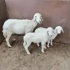 3 عروض طيبه