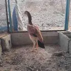 دجاج باكستاني تب