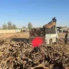 ح. ط. ب. سمر ارطى شلايخ