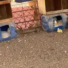 بط بكيني للبيع