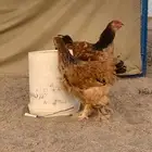 براهما