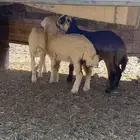 اللبيع بهم