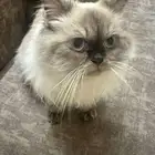 قطة سيامي للتبني العاجل