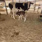 بقرة هولنديه